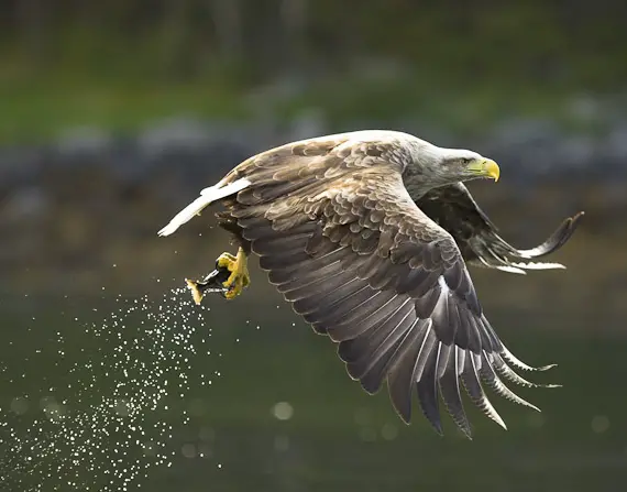 what do eagles eat - Eagle fetching a fish