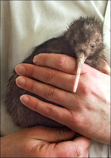 Cute Kiwi