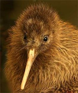 Kiwi-Bird-Pictures-Image.jpg