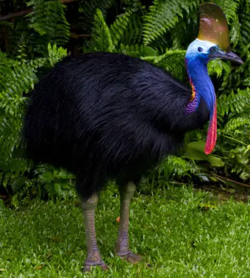 cassowary - large flightless birds