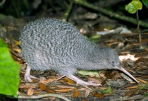 A picture of grey kiwi bird with spotted feathers