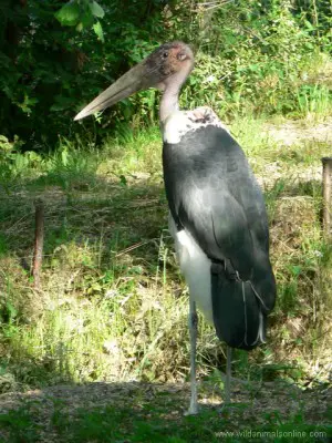 marabou stork bird with largest wingspan