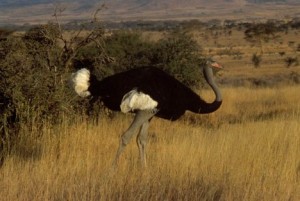 Largest Bird in the world - Flightless Bird ostrich