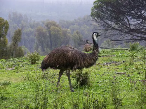 Emu Bird in Forest - large flightlessbirds