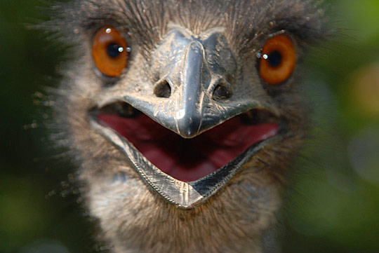 Emu bird behaviour