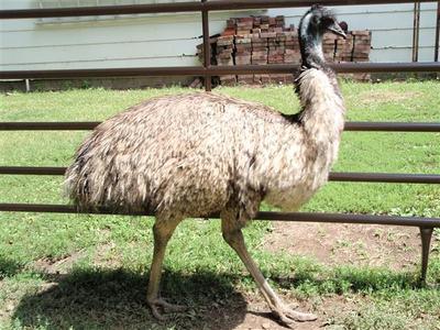 Emu Bird in an Emu Farm - emu bird facts