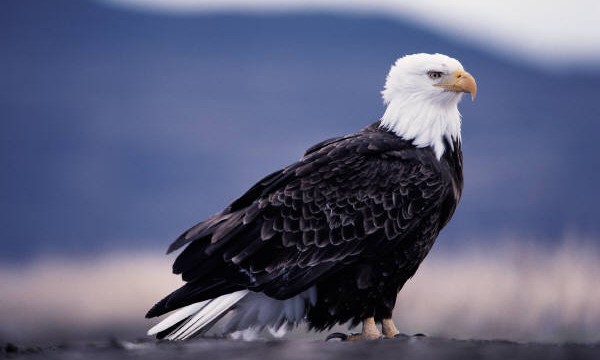 Bald Eagle Facts For Kids â€“ Bald Eagle Habitat  Behavior | Birds ...