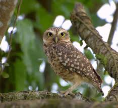 Burrwoing Owl