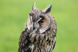 long-eared owl - Types of owls