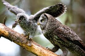 owl feeding - What do owls eat