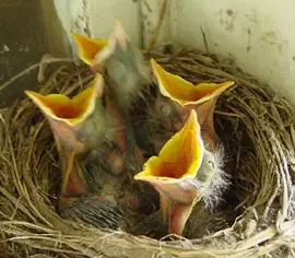 Four baby birds in nest - What do baby birds eat