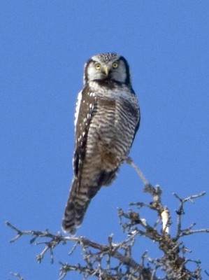 Northern Hawk Owl - Types of Owls