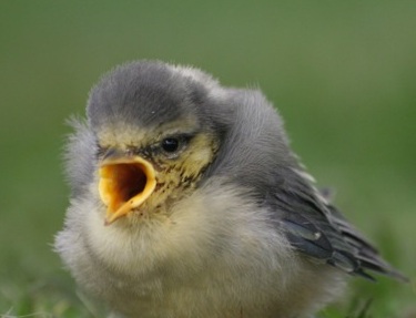 angry sparrow