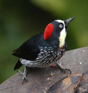 types of woodpeckers - Acorn Woodpecker