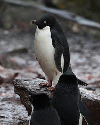 Adelie Penguin - Types of penguins