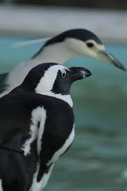 African penguin - Different Types of penguins