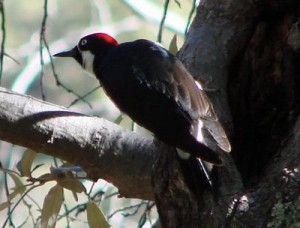 Types of woodpeckers - Arizona Woodpecker