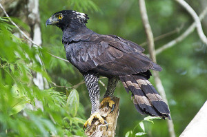 Black Hawk-Eagle 