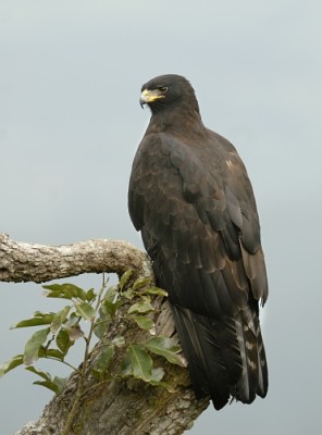 Black_eagle
