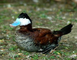 Types of Ducks - blue billed duck