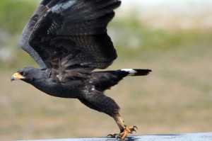 types of hawks - Common Black Hawk