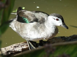 Types of Ducks - cotton pygmy goose