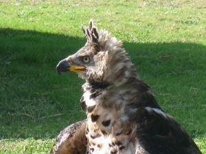 Crowned Eagle 