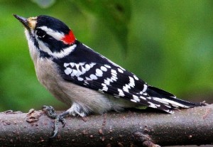 types of woodpeckers - Downy Woodpecker