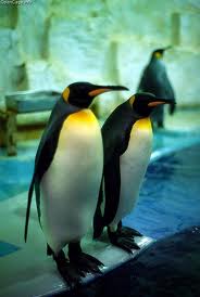 Emperor penguin - Different Types of penguins