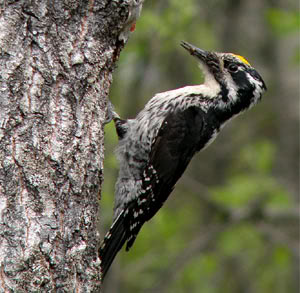 types of woodpeckers - Eurasian Three-toed Woodpecker