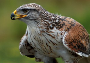 Ferruginous Hawk - Different types of hawks