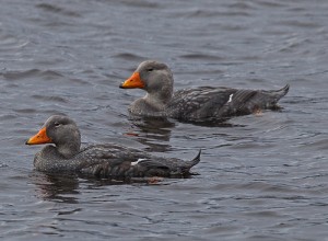 Types of Ducks - fuegian steamer duck