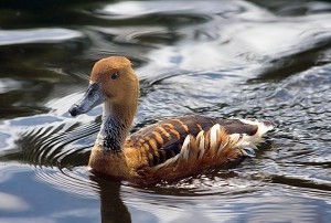 Types of Ducks - fulvous duck