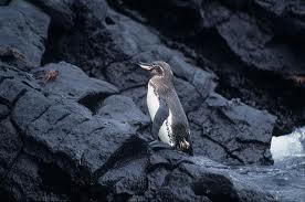 Galapagos Penguin -  Different Types of penguins
