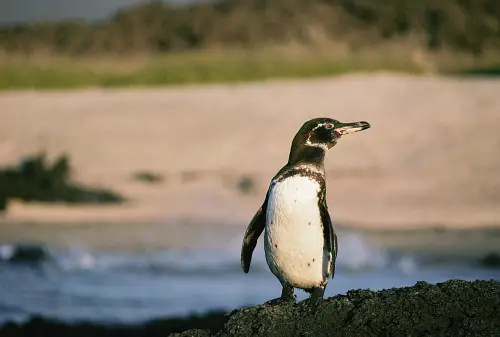 Galapagos Penguin Facts