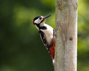 types of woodpeckers - Great Spotted Woodpecker