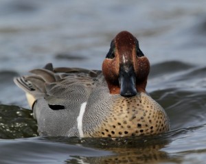 Types of Ducks - green winged teal
