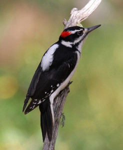 types of woodpeckers - Hairy Woodpecker