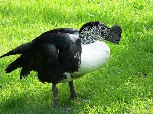 Types of Ducks - Knob billed duck