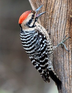 types of woodpeckers - Ladder backed Woodpecker