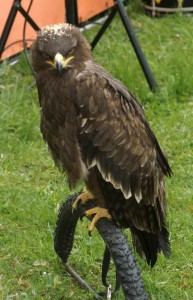 Lesser Spotted Eagle - Types of Eagles