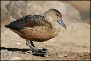 Types of Ducks - lesser whistling duck