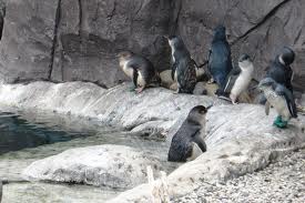 Little blue penguins - Types of penguins