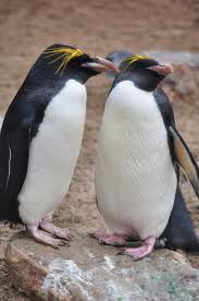 Macaroni Penguin -  Different Types of penguins