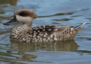 Types of Ducks - Marbled Duck