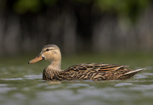 Types of Ducks - Mottled Duck
