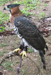 Ornate Hawk Eagle