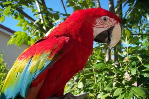 what do parrots eat - where do parrots live