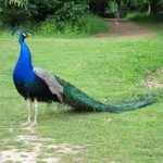 Peacock Facts for Kids - Peacock Habitat & Behavior