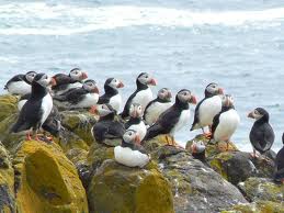 Atlantic puffin facts